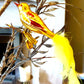 Vintage Czech Republic, Glass Blown, Hand Painted Christmas Tree Ornament - small bird with clip